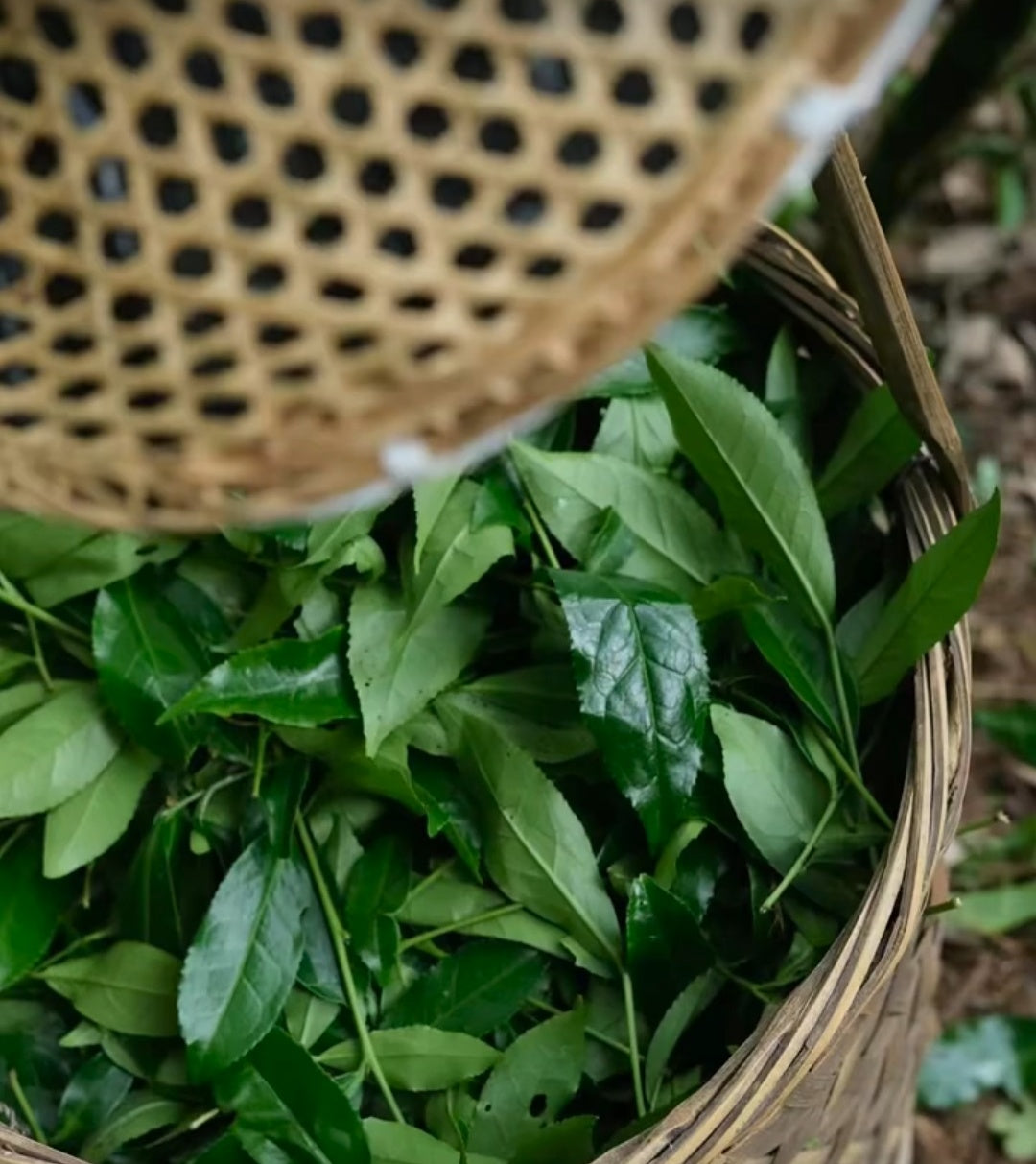 正岩坑间老枞梅占 Old Grove Mei Zhan 2025 - Trad. Dark Roast, True Cliff Centre- In Progress