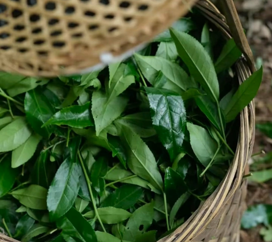 慧苑坑老枞梅占 Hui Yuan Keng Old Grove Mei Zhan 2025 - Trad. Dark Roast, True Cliff Centre- In Progress