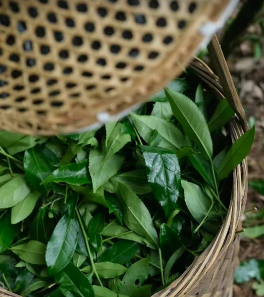 正岩坑间老枞梅占 Old Grove Mei Zhan 2025 - Trad. Dark Roast, True Cliff Centre- In Progress